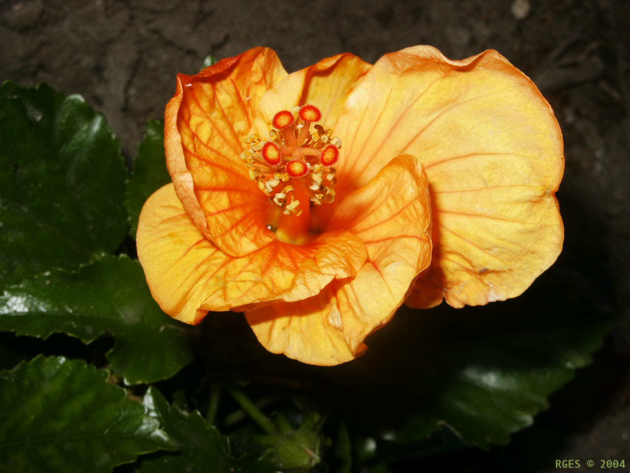 Orange Hibiscus flower [NL 2004] © RGES